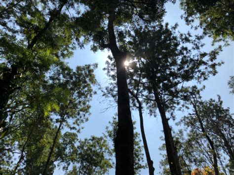 Why Forest-Shade Grown Spices Taste Different: Soil, Light and ...