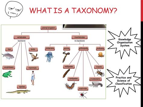 Image result for Taxonomy HTML/JavaScript