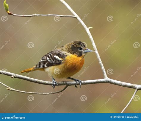 Adult Female Northern Oriole Stock Image - Image of bird, birds: 181254705
