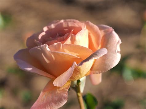 Abraham Darby — Eumundi Roses