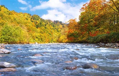 Wallpaper autumn, forest, river, stones, stream, early for mobile and ...