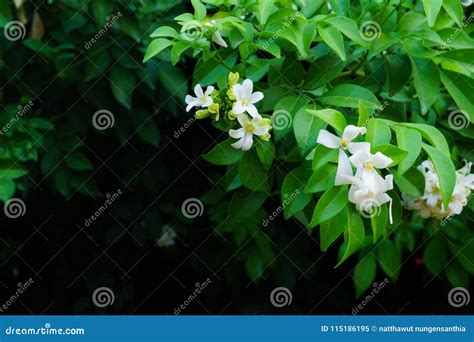 Philippine National Flower is the Gardenia Flower Glass or Sampaguita ...