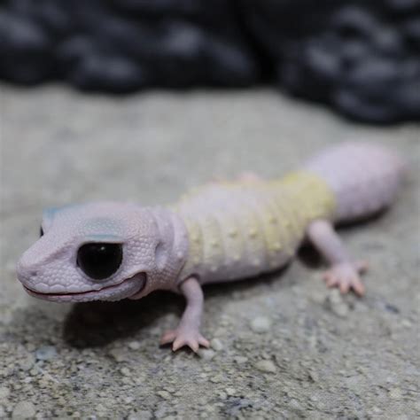 Leopard Gecko Blizzard