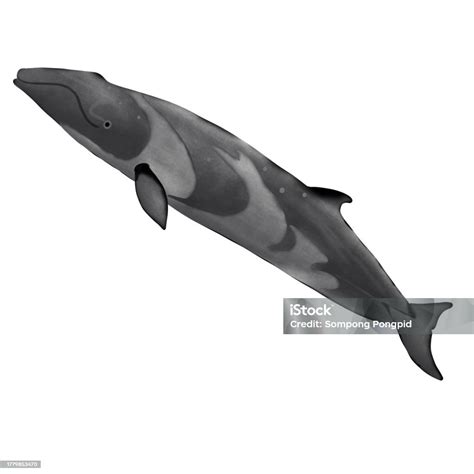 Pygmy Right Whale On White Background Stock Illustration - Download ...