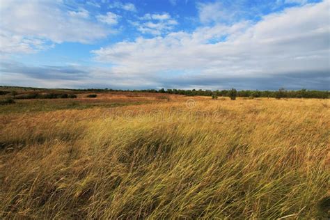 Steppe in Ukraine. Steppe Plants. Stipa Borysthenica. Festuca Valesiaca ...