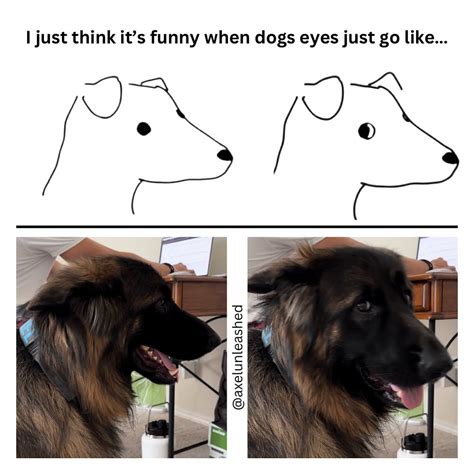 Sage & Axel | The side eye from a dog is always taken personally 🤣 ...