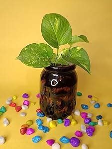 Indiankumhar Multi Shades Chocolate Brown Cylindrical Planter : Amazon ...