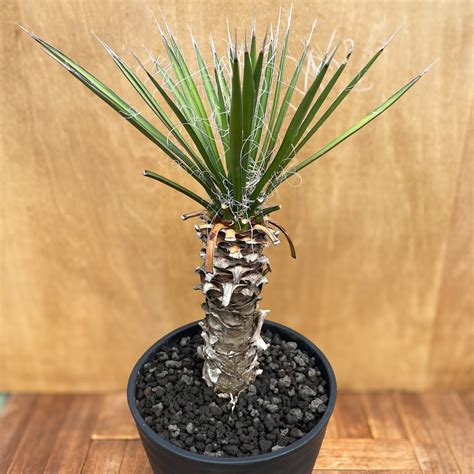 Yucca filifera【ユッカ・フィリフェラ】 | RIMO'S GREEN 【Saboten & Succulent】