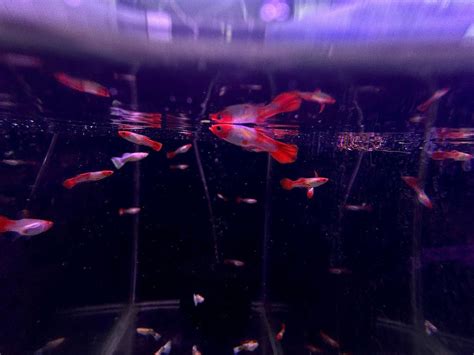 Albino Koi Guppy - Pair – Splashy Fin Aquarium Bengaluru
