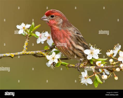 Plum island pink house hi-res stock photography and images - Alamy