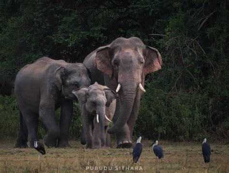 Sri Lankan Wildlife | Sri Lanka Biodiversity