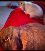 Image result for Magpie Holland Lop