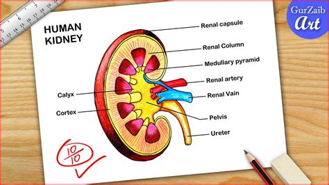 How to Draw Kidney in Easy Way 的图像结果