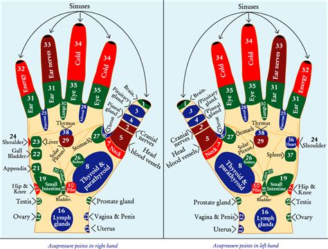 Chart and Techniques for Hand Reflexology and Massage of Meridian ...