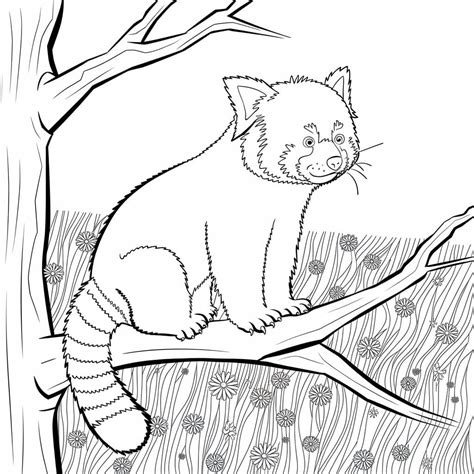 Red Panda coloring pages - ColoringLib