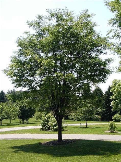 Zelkova serrata 'PNI 6960' Green Vase® - Green Vase® Japanese zelkova ...