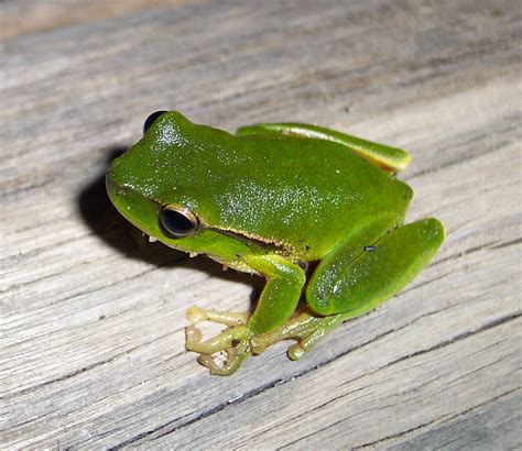 Green Tree Frog 的图像结果