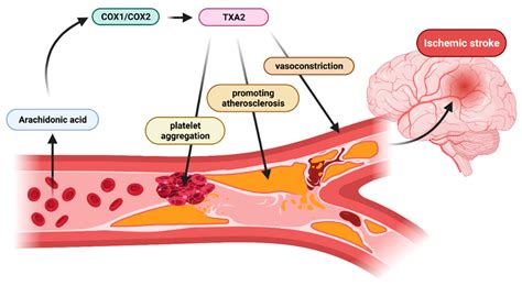 Aspirin Mechanism Of Action In Angina at Katie Wheelwright blog