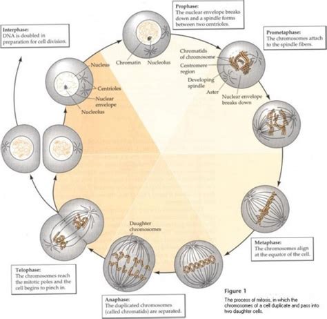 Image result for Cell Reproduction Process