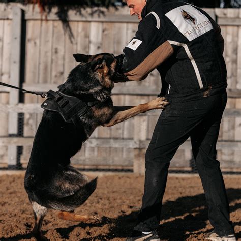 Protection Dog Training 的图像结果
