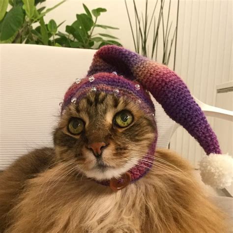 Cute Cats in Hats - Adorable Cat Hat Photos
