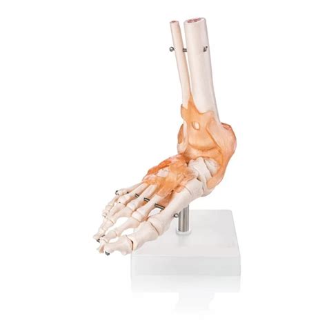 Foot Joint Model With Muscles And Ligaments (Premium Quality) – HomoSapiens