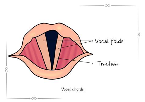 Anatomy of the Voice | Vocal Cord Anatomy | MUSIC MASTER