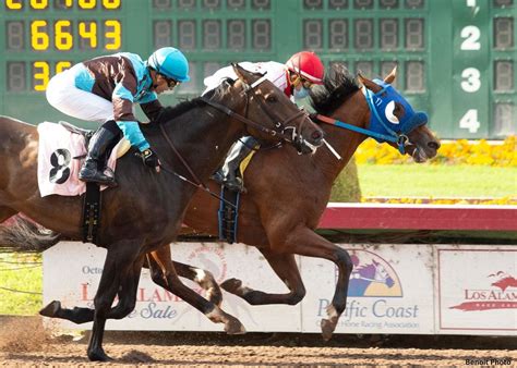 Preakness profile: Mongolian Wind | TwinSpires
