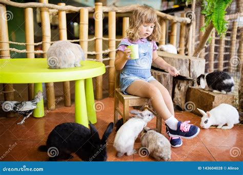 Adorable Little Girl Playing with Rabbits at the Petting Zoo Stock ...