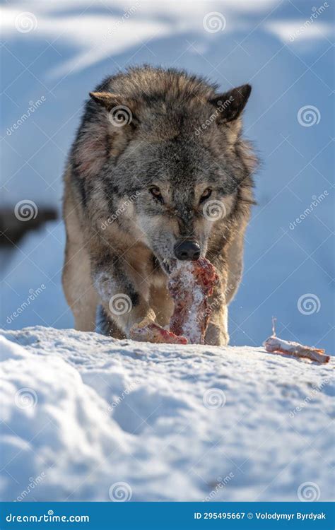 Gray Wolf Eat Meat in the Winter Forest. Wolf in the Nature Habitat ...