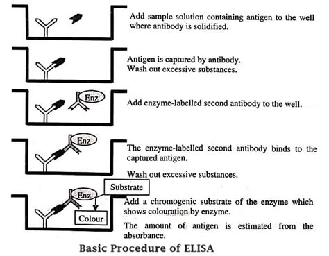Image result for Elisa Method
