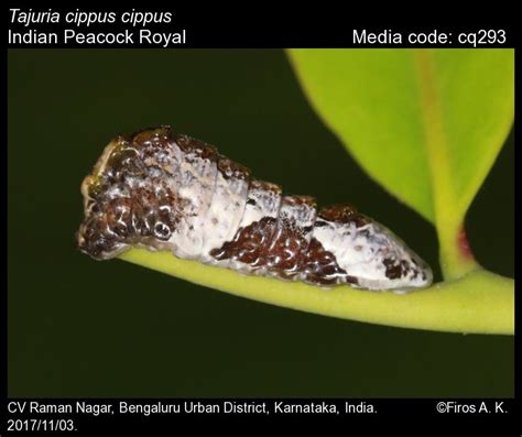 Tajuria cippus | Butterfly