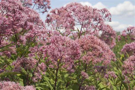 Michigan Native Plants Dry