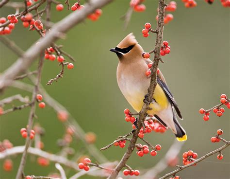 Wintering Birds of Missouri - Songbird Station: