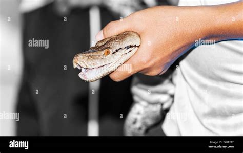 Image result for Giant Python Snake