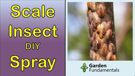 Image result for Scale Insect Control