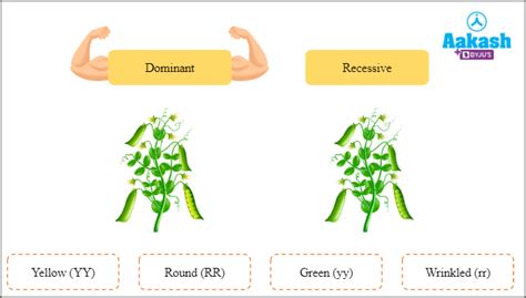 Law of Independent Assortment in Biology: Definition, Types and ...