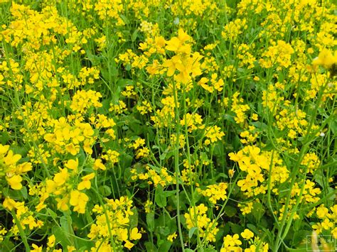 Download Mustard Plant Nature Flower HD Wallpaper by ShuOuma