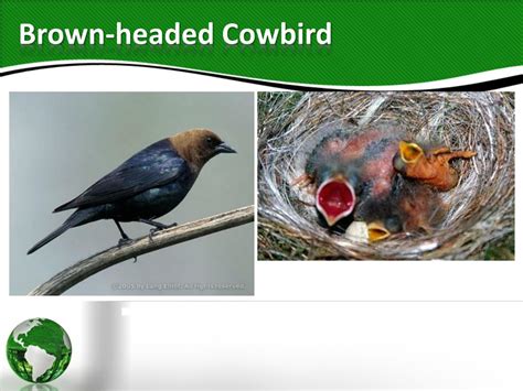 Ecology 的图像结果