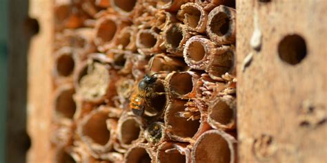 Rote Mauerbiene | Wildbienen
