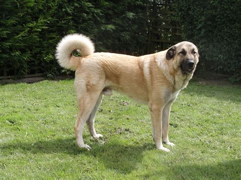 Anatolian Shepherd Dog - Diet, Pictures, Breeding, Facts, Habitat ...