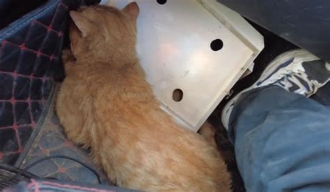 流浪猫被车撞瘫痪，困在下水道10天，真的要活活饿死吗 - YouTube