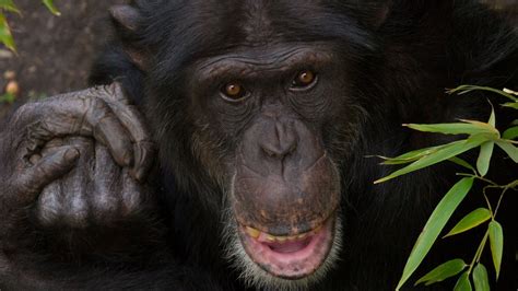 Chimpanzee's Life Ends Tragically After Suffering Severe Injuries At The Zoo