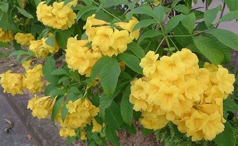 Tikoma Flower Plant for Garden Pack of 1 : Amazon.in: Garden & Outdoors