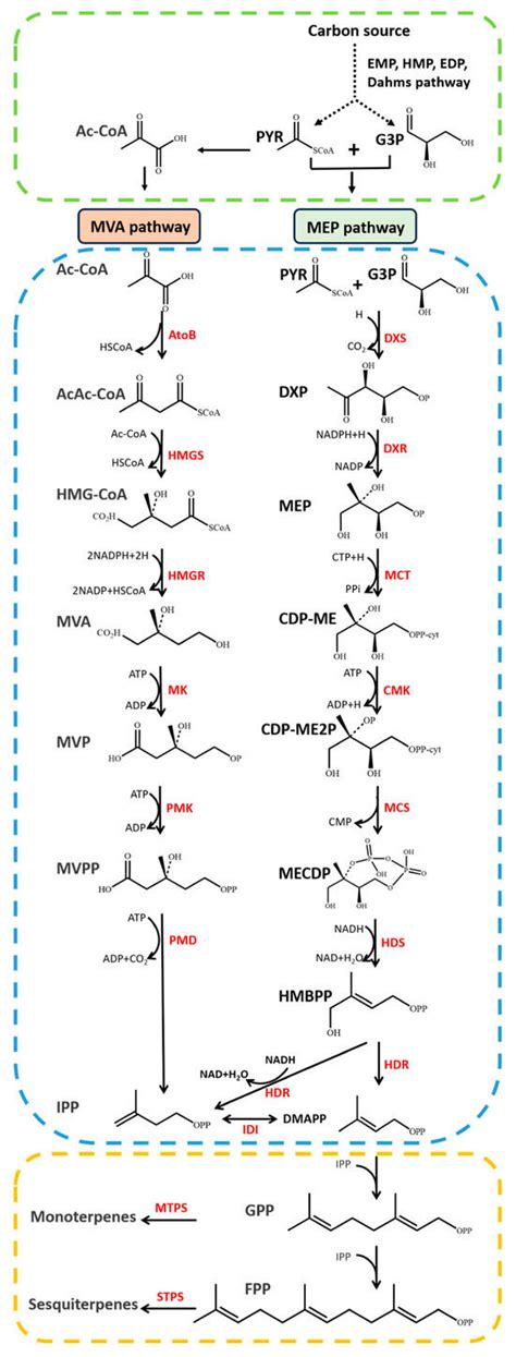 Biosynthesis Progress of High-Energy-Density Liquid Fuels Derived from ...