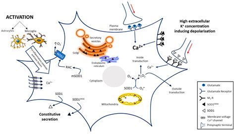 Insights on the Multifaceted Roles of Wild-Type and Mutated Superoxide ...