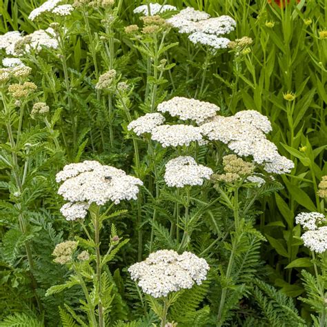 Yarrow Plant Care