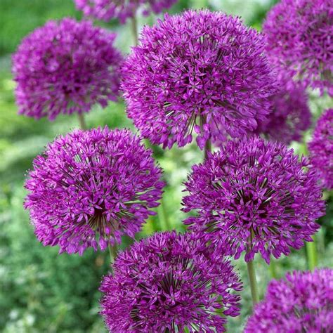 Did you know these 25 flowers can be eaten as food? | Nurserylive