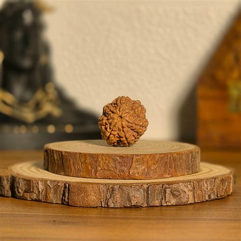 Natural Rudraksha 7 Mukhi – BellarosaGems