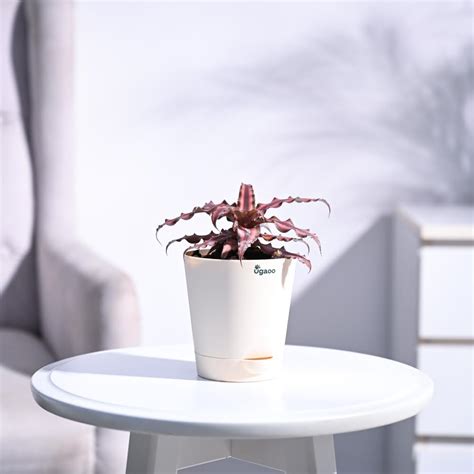 UGAOO Cryptanthus Brown - Earth Star Plant with Self Watering Pot ...